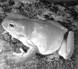 Белая австралийская квакша Litoria caerulea