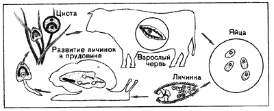 Рис. 6.