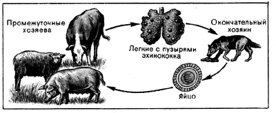 Рис. 7.