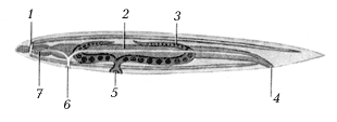 Рис. 8.