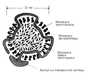 Липопротеиновая частица низкой плотности (ЛПНП) в поперечном разрезе. Структуру организует одна молекула белка