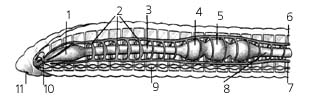 Рис. 10