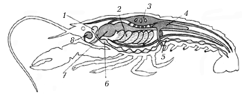 Рис. 20