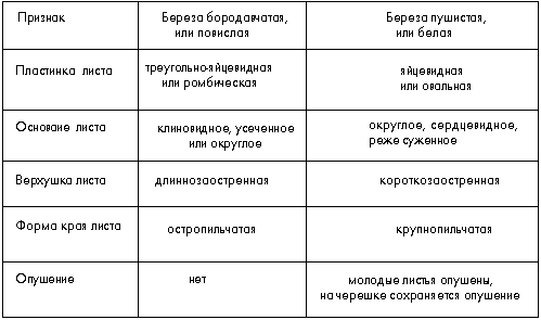 Таблица. Сравнение признаков листьев березы повислой и березы пушистой