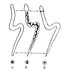 Рис.1. Как различить веретеницу (А), гадюку (Б) и ужа (В) по форме тела, типу рисунка спины и форме зрачка