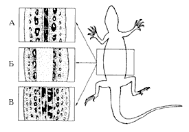 Рис.2. Типы рисунков спины двух подвидов прыткой ящерицы: а–южного, б–красноватой аберрации южного подвида, В–восточного (двуполосого)