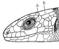 Рис.3. Голова живородящей ящерицы: шов между верхнезаглазничным (А) и теменным (Б) щитками