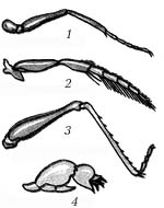 Конечности насекомых рисунок. Строение лапы насекомого. Копательные конечности насекомых. Плавательная конечность насекомых. Типы ног насекомых.