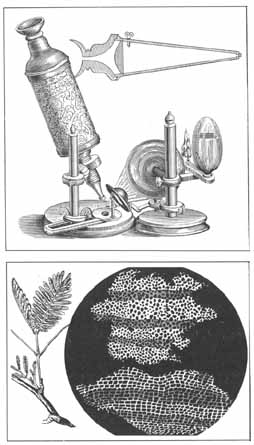Микроскоп Гука  и первое, сделанное им, изображение клетки