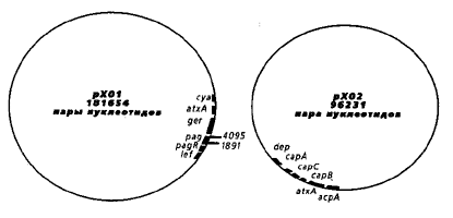 Рис. 2. Схема строения плазмид pXO1 и рХО2.