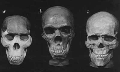 Черепа: а – питекантроп; b – неандерталец; c – кроманьонец
