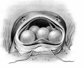 Самец сома-галеихта вынашивает икру в ротовой полости