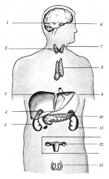 Расположение желез внутренней и смешанной секреции рисунок