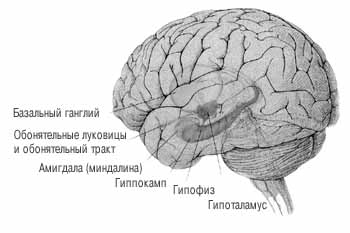 Области мозга, отвечающие за память.