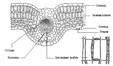 Рис. 1. Внутреннее строение листа на поперечном срезе листовой пластинки
