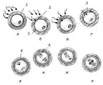 Процесс оплодотворения