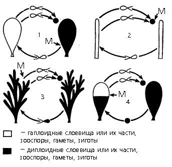 Смена ядерных фаз у водорослей