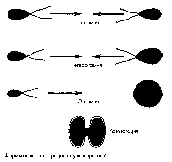 Формы полового процесса у водорослей