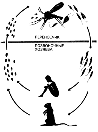 Тропическая лейшмания вызывает пендинскую язву