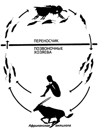 Жизненный цикл гамбийской трипаносомы