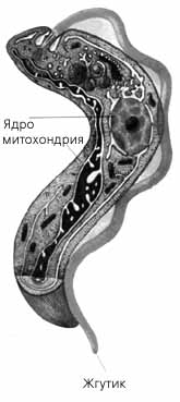 Общий вид и строение трипаносомы