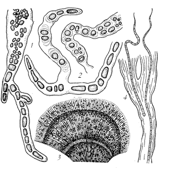 Сверлящие (1, 2 ) и туфообразующие (3, 4 ) синезеленые водоросли
