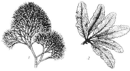 Багрянки: 1 – каллитамнион; 2 – делессерия