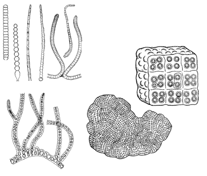 Различные структуры синезеленых водорослей
