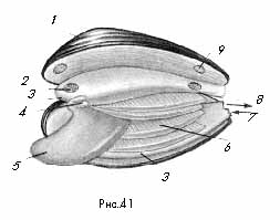 рис. 41