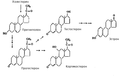 Образование некоторых стероидных гормонов