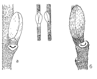 Побеги серой ольхи с боковой (а) и верхушечной (б) почками