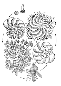 Цикл развития фораминиферы