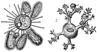 Сосущие инфузории: 1 – Sphaerophyta; 2 – Dendrocometes