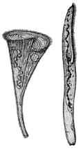 Спиральноресничные инфузории: А – трубач; Б – спиростомум