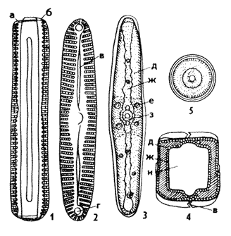 Диатомовая водоросль пиннулярия