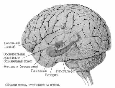 Области мозга, отвечающие за память