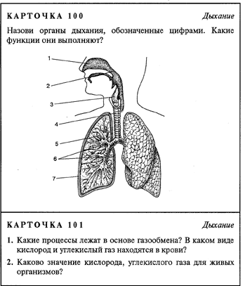 Тест по дыханию 8 класс