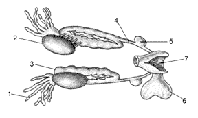 Рис. 54