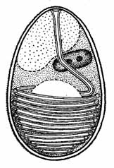 Схема строения микроспоридий