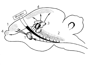 Предполагаемая локализация действия морфия (схема)