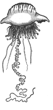 Рис. 4. Сифонофора Physalia – один из самых опасных обитателей моря