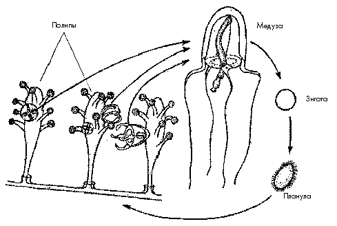 Цикл полипов. Стадии развития гидроидного полипа. Цикл развития гидроидного полипа схема. Жизненный цикл гидроидного полипа схема. Стадии цикла развития гидроидного полипа.