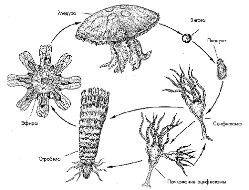 Рис. 9. Жизненный цикл медузы аурелии