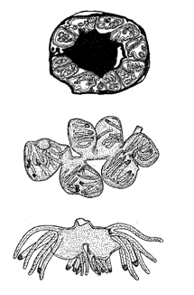 Эндопаразит Polypodium hydriforme