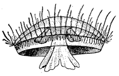 Рис. 5. Пресноводная медуза – настоящая загадка для зоологов