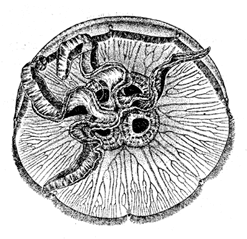 Рис. 8. Ушастая медуза Aurelia aurita, обычная в Черном и Балтийском морях 