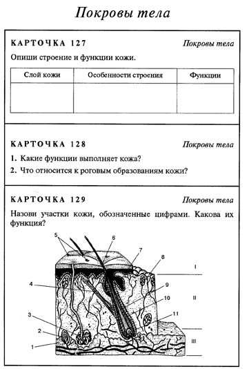 Рисунок по биологии строение кожи 8 класс