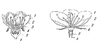 Рис. 5. Строение цветков вишни (слева) и яблони (справа)