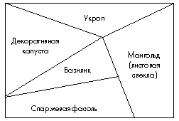 План размещения культур на клумбе