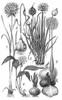 Луки: 1–шнитт, 2–чеснок, 3–батун, 4–черемша, 5–репчатый